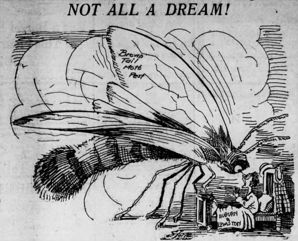 Illustration of brown-tail moths in Auburn and Lewiston.