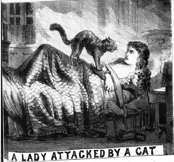 A Lady Attacked by a Cat