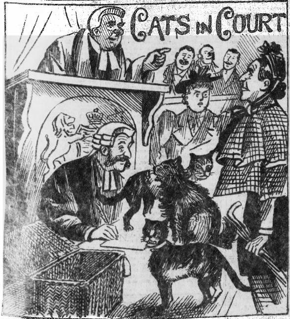 Cats in Court