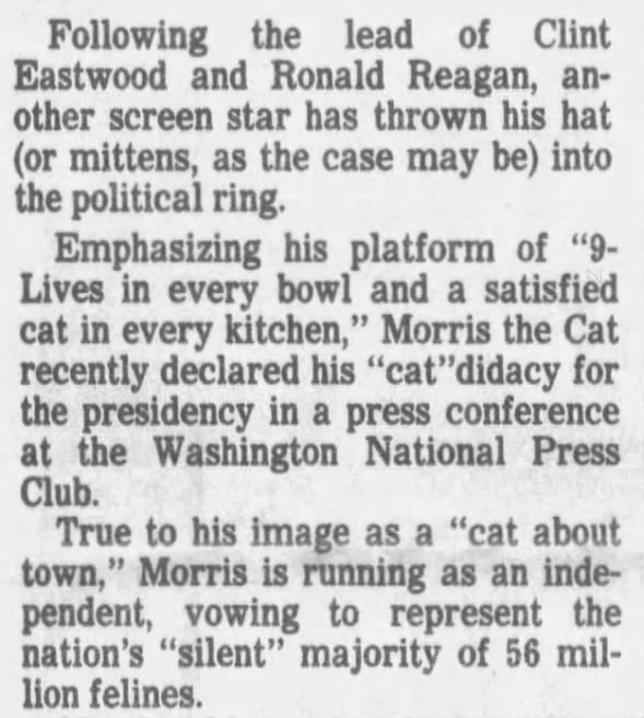 Morris the Cat running for president