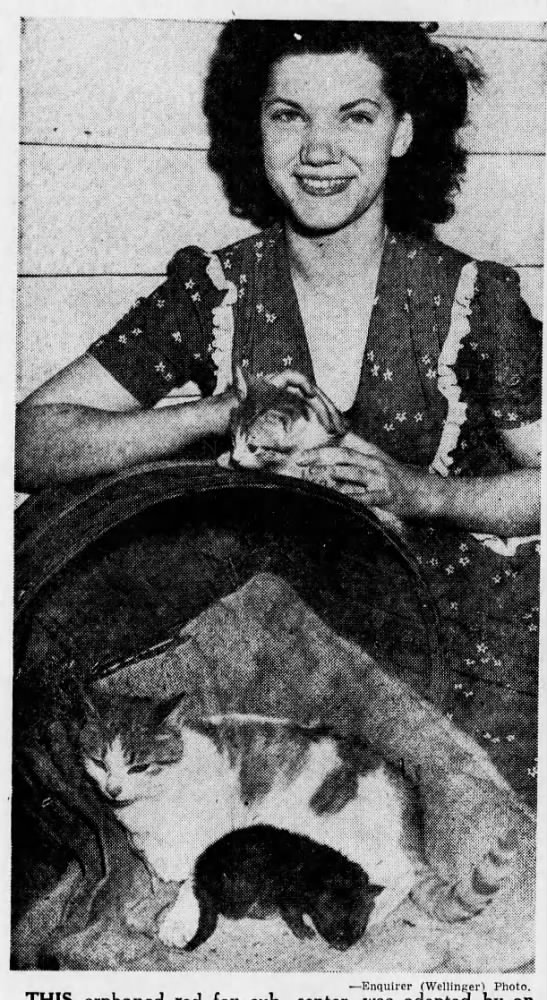 1946: Cat adopts a red fox cub - 