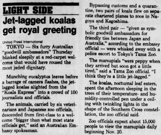Jet-lagged koalas get royal greeting - 