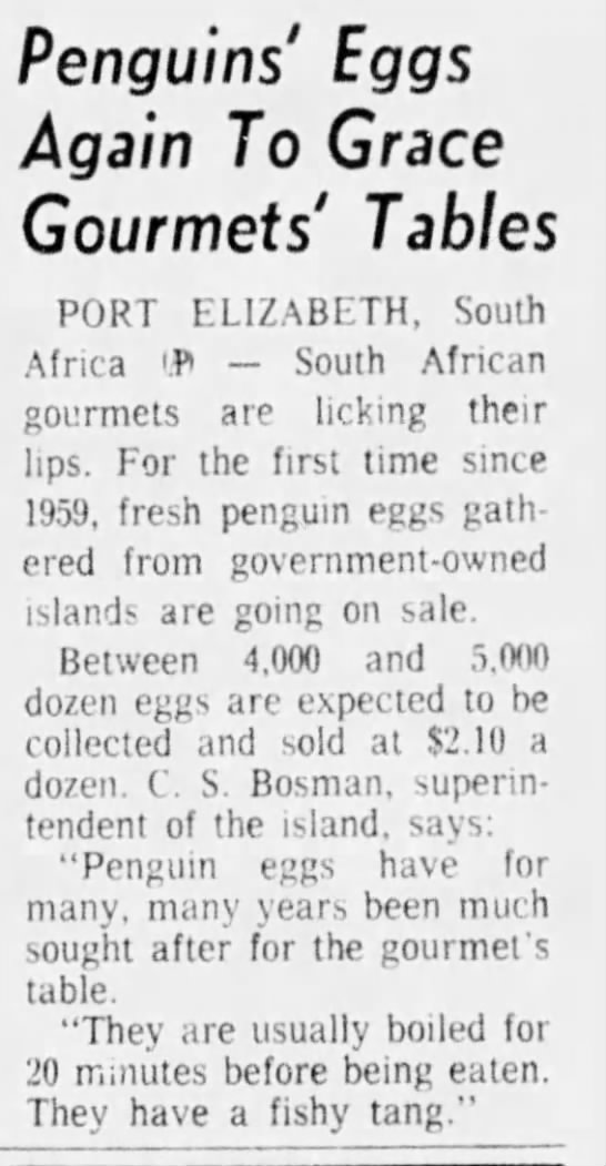 Penguins' Eggs Again To Grace Gourmets' Tables (1965) - 