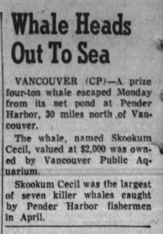 1968, Aug, Skookum-Cecil escapes net pen at Pender Harbour - 