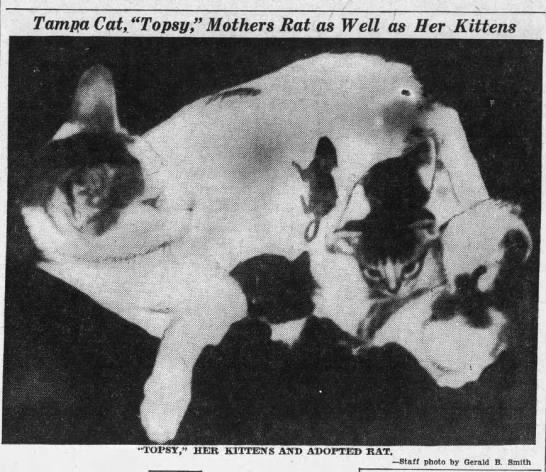 1936: Another cat adopts a baby rat - 