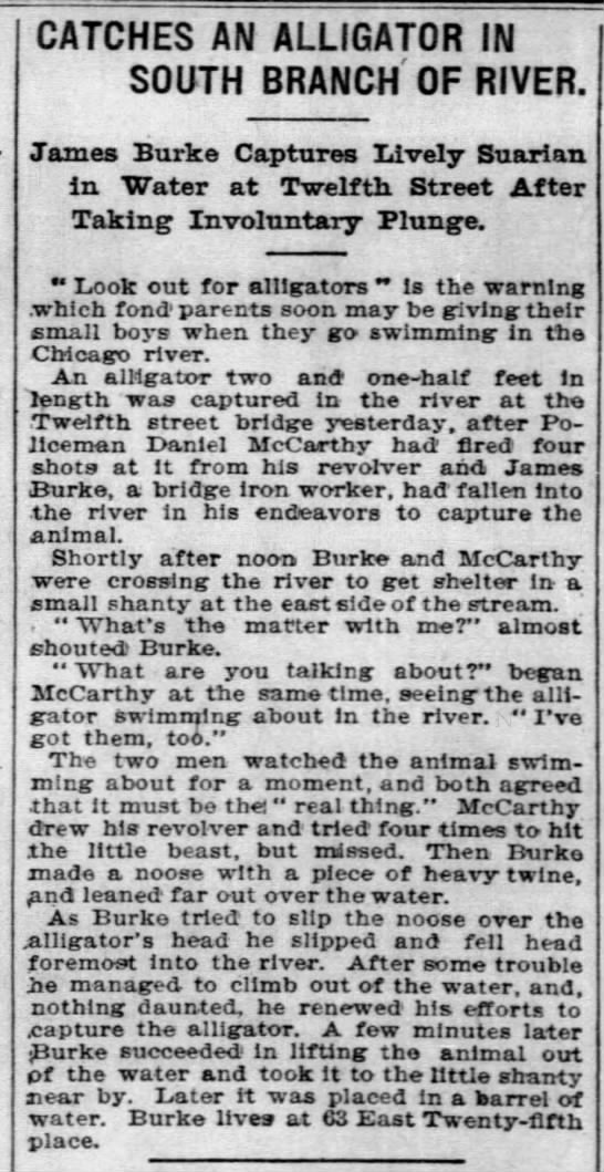 Catches an Alligator in South Branch of RIver, Chicago Tribune, July 8, 1902, p. 16. - 