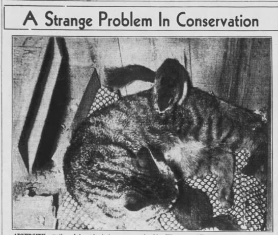 1939: Cat adopts 2 baby fox squirrels - 
