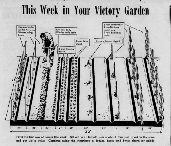This week in your victory garden - 