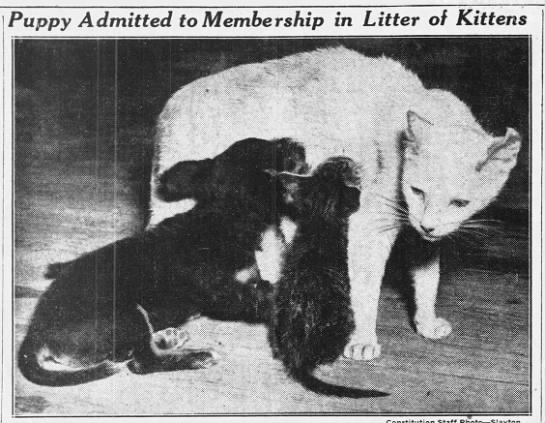 1937: Cat adopts a puppy - 