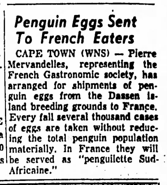 Penguin eggs sent to French eaters (1959) - 
