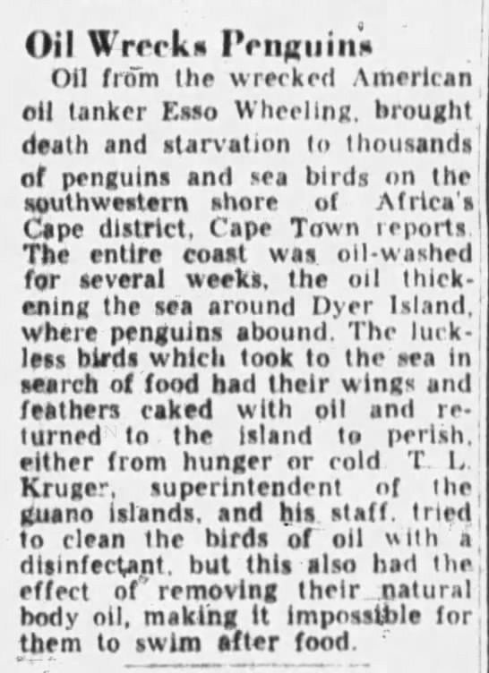 Oil wrecks penguins of Dyer Island (Esso Wheeling, 1949) - 