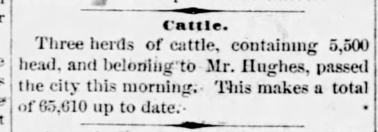 Herds of cattle pass through Fort Worth - 1877 - 