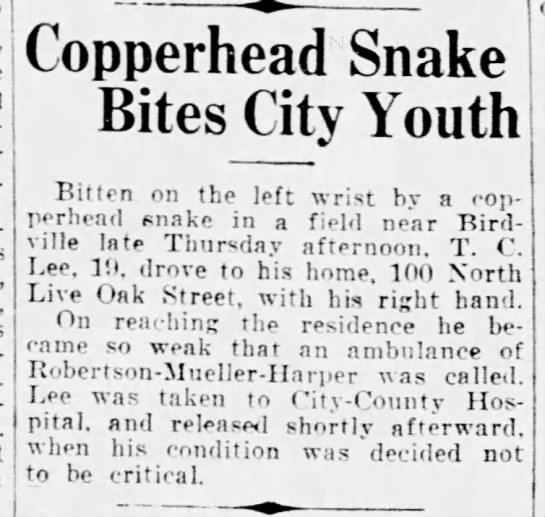 Copperhead snake bites city youth - 