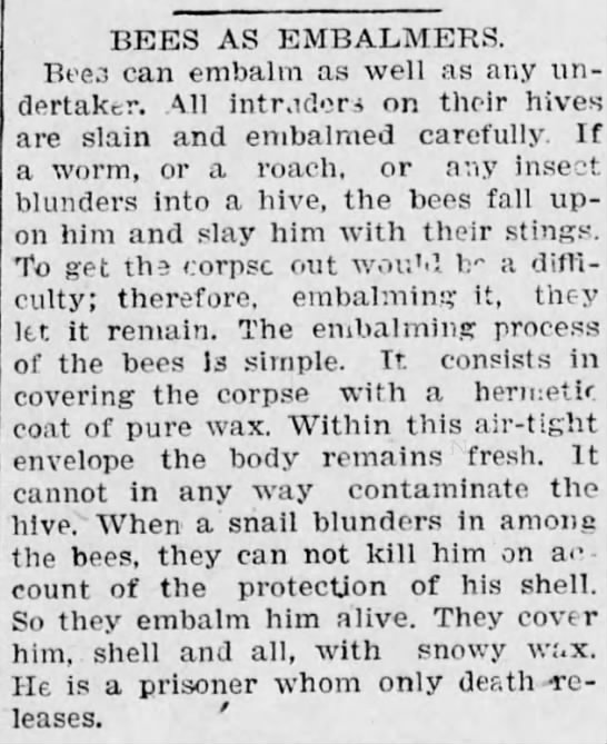 Bees as embalmers - 