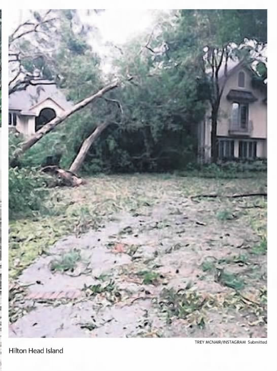 Trees down on Hilton Head Island after Hurricane Matthew. - 