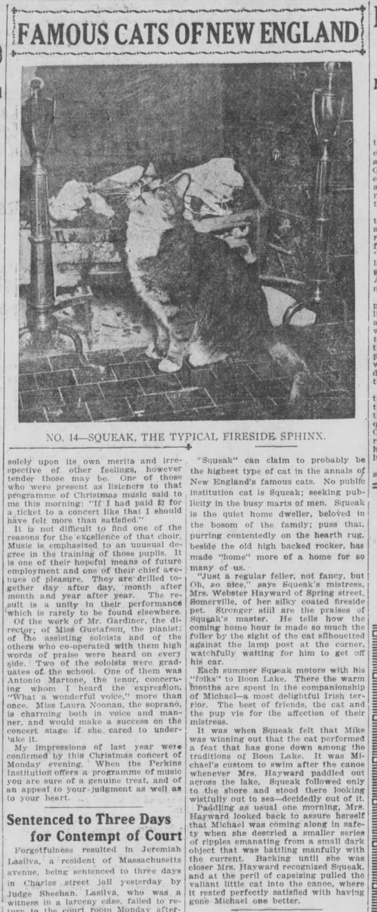 Famous Cats of New England: No. 14 - Squeak, the Typical Fireside Sphinx - 