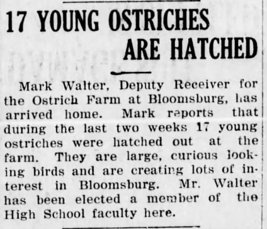 1916 ostriches hatching - 