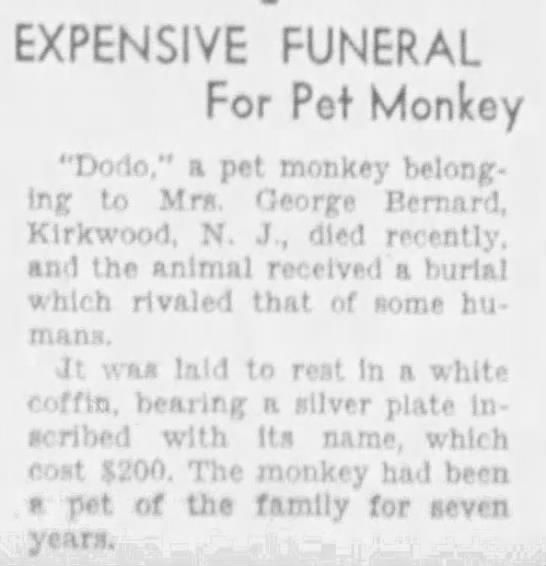 1931 obituary for Dodo, a pet monkey that "received a burial which rivaled that of some humans" - 