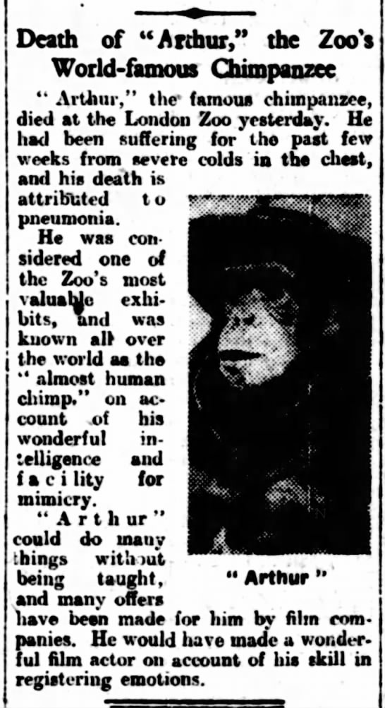 1926 obituary for Arthur, the London Zoo's "world-famous chimpanzee" - 