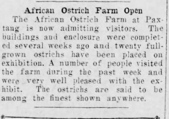 Paxtaug ostrich farm opens - 