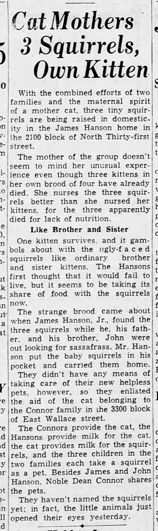 1938: Cat adopts 3 baby squirrels - 