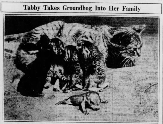 1930: Cat adopts a baby groundhog - 