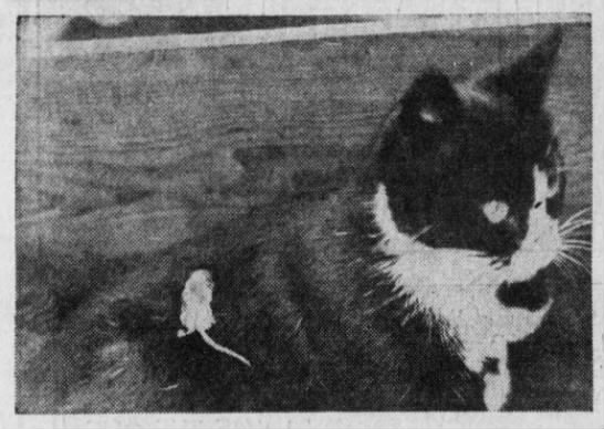 1935: Cat adopts a baby rat - 