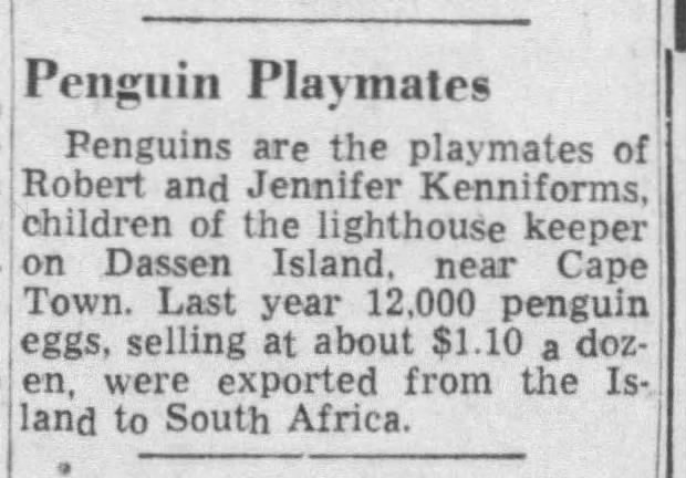 Penguin playmates & egg exports, Dassen Island (1954)