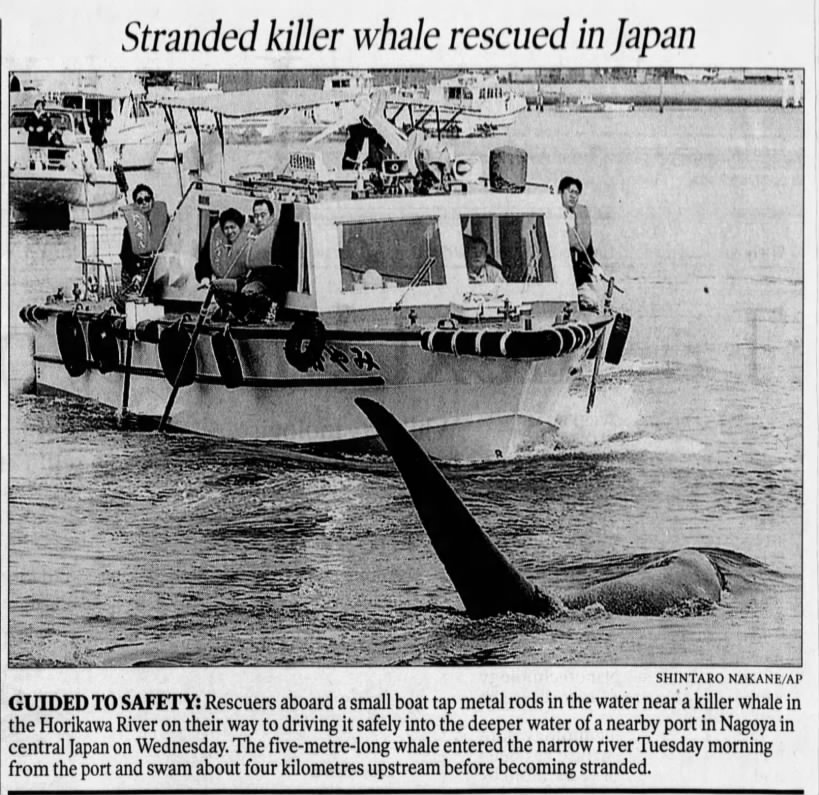Nagoya killer whale, rescued, 2000