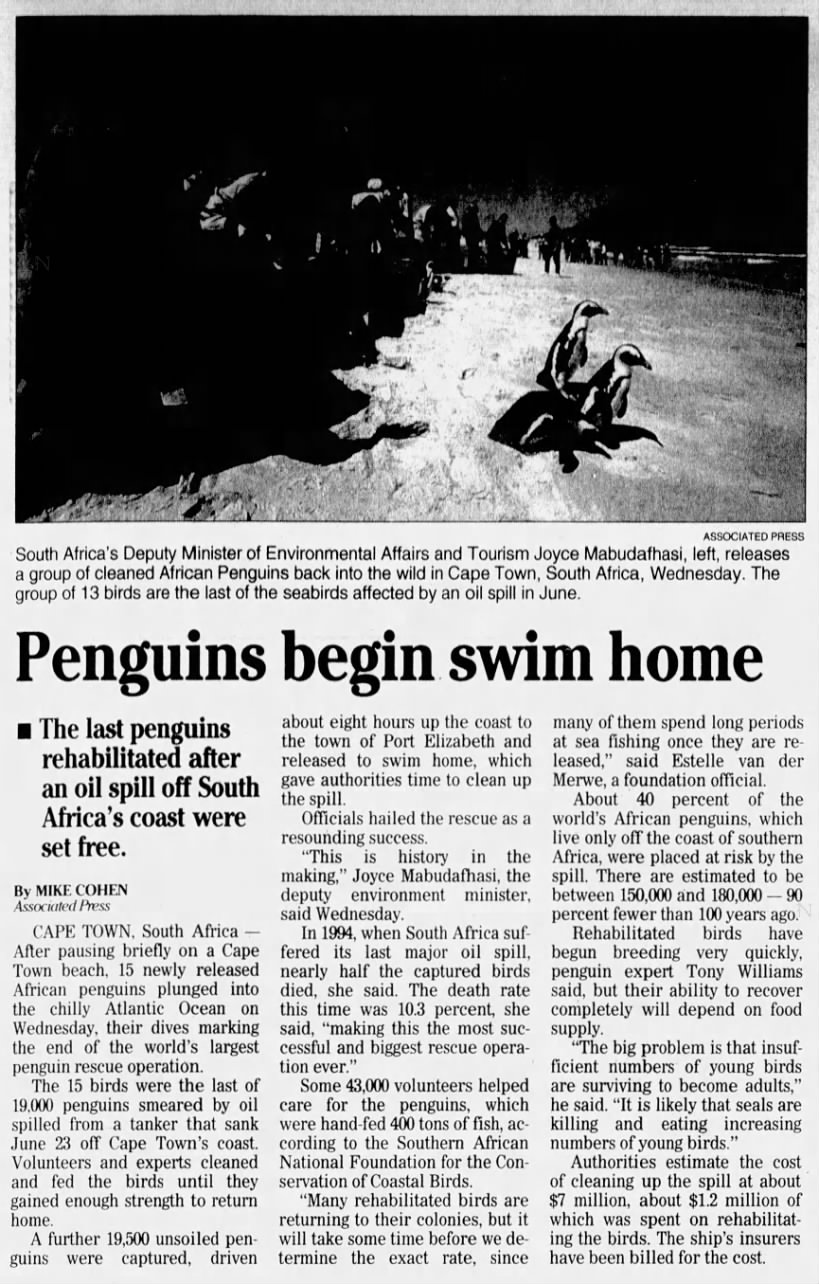 Penguins begin swim home (Treasure, 2000)