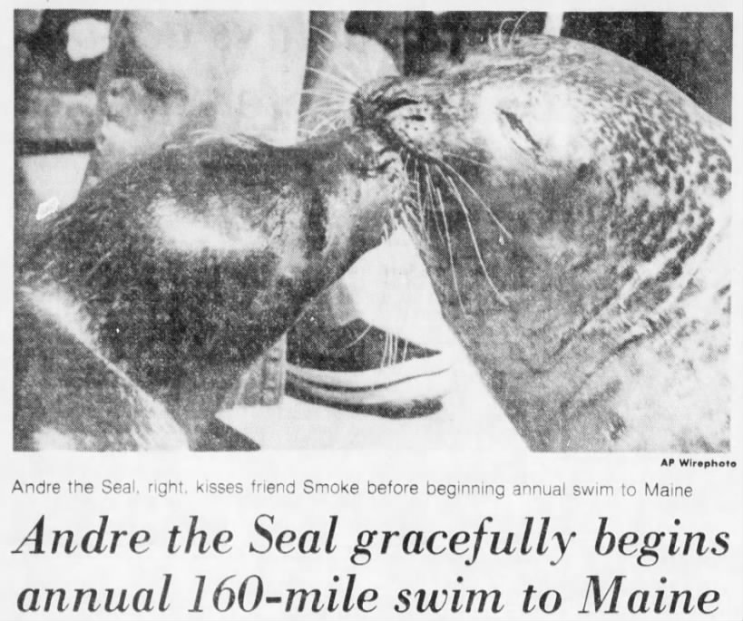 Andre the Seal Swims to Maine