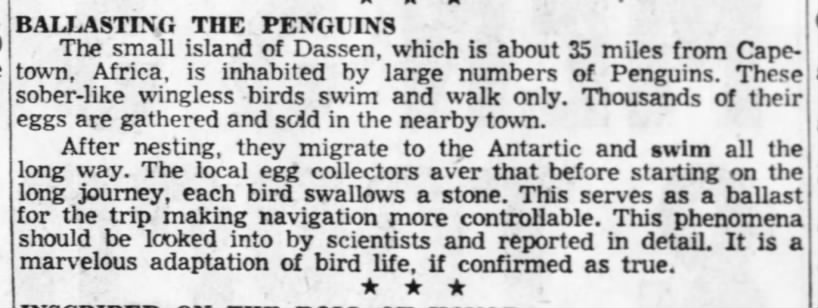 Dassen Island African penguins (1955)