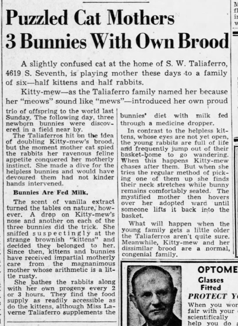 1946: Cat adopts 3 baby rabbits