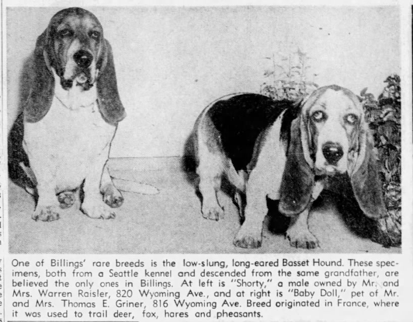 Basset hounds photo, 1956