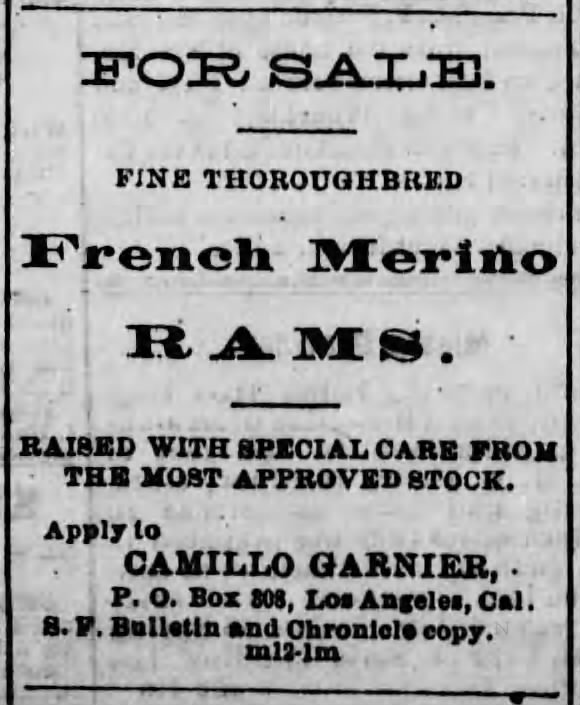 Merino rams for sale