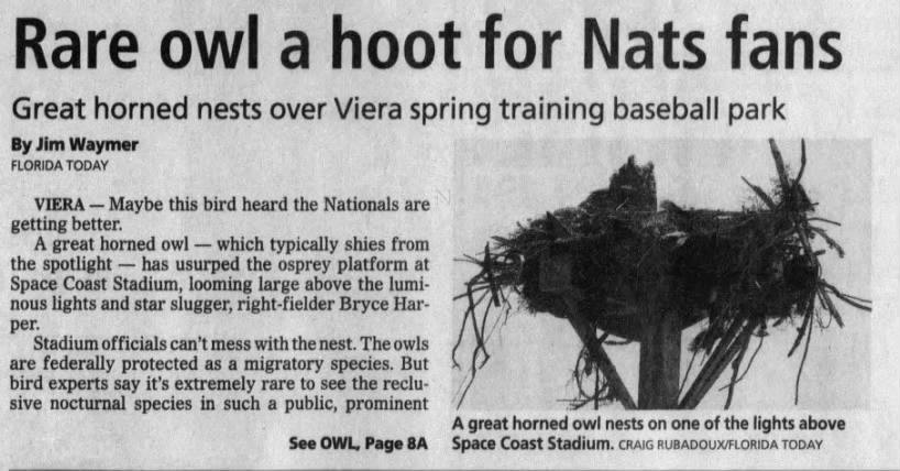Rare owl a hoot for Nats fans