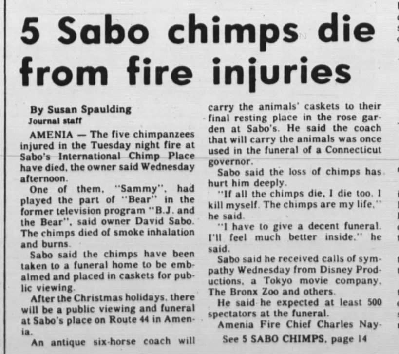 5 Sabo chimps die in fire Part 1