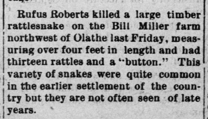 Rufus Roberts killing a large Timber Rattlesnake