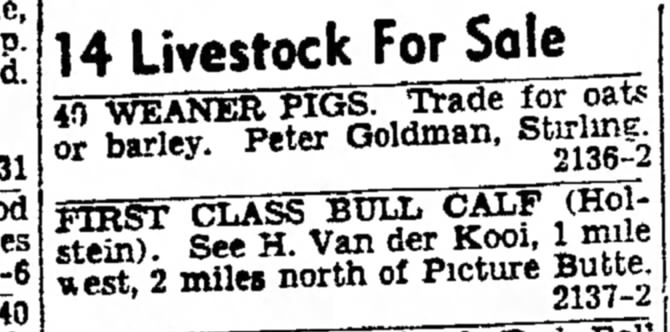 ! Sept 1955 Livestock Lethbridge Herald