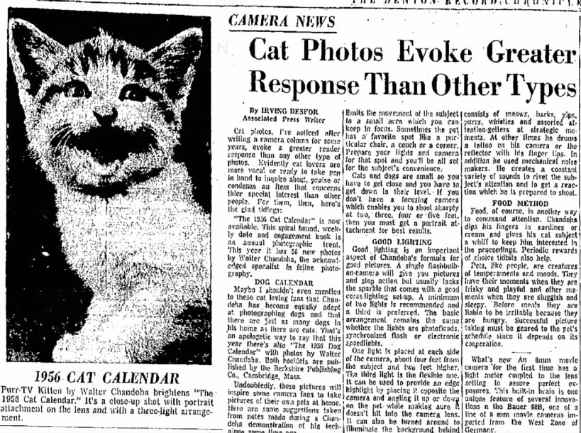 "Cat Photos Evoke Greater Response..."
