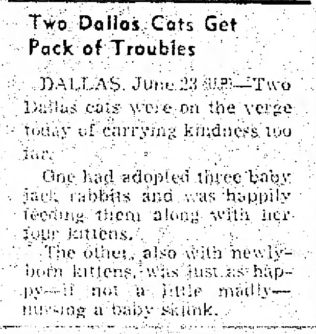 Cats Adopt Baby Rabbits and Skunk