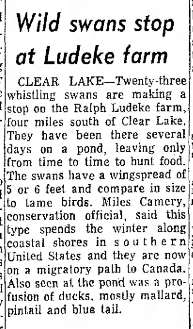 ludek wild swans April 7, 1961