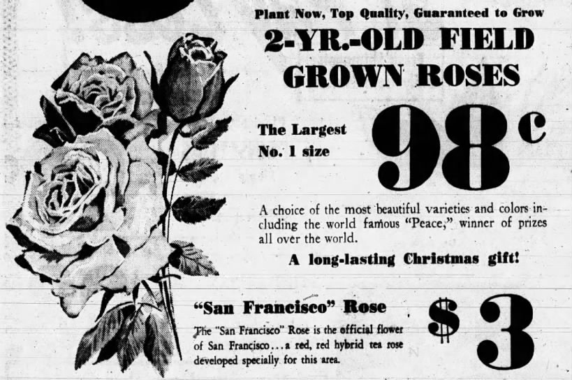 rose 'official' flower of SF