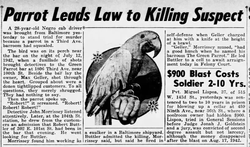 Parrot leads law to killing suspect