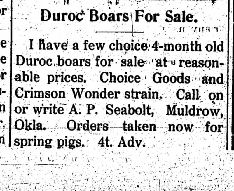 Duroc Boars for Sale- A.P. Seabolt