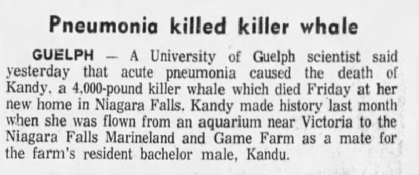 Marineland Canada, orca, Kandy dies,19731121