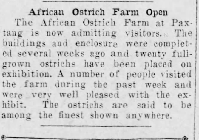 Paxtaug ostrich farm opens