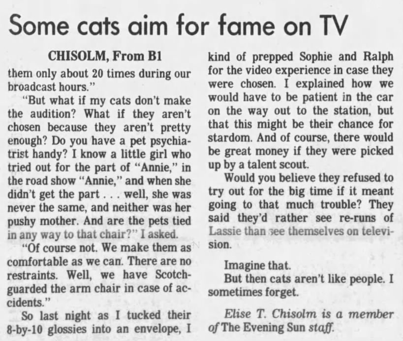 Some cats aim for fame on TV