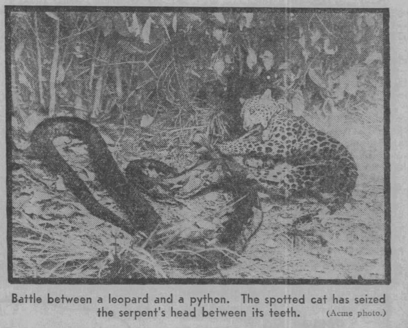 leopard kills python