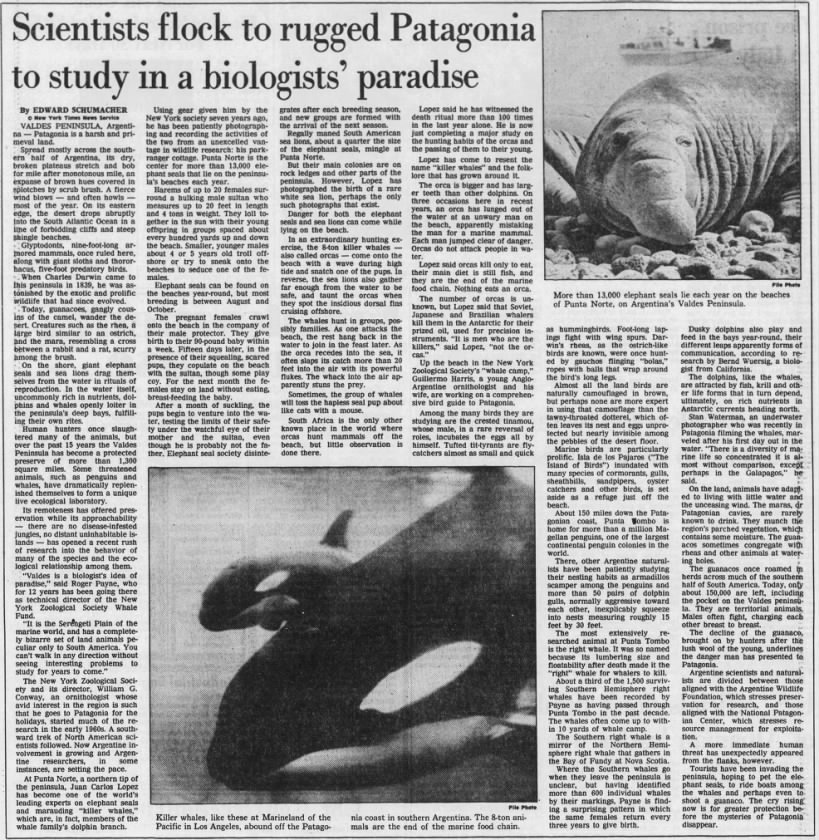 Scientists flock to rugged Patagonia to study in a biologists' paradise (Argentina, 1982)